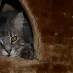 Грациозный и спокойный кот Шевалье