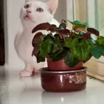 Саша - особенный кот для особенного человека..