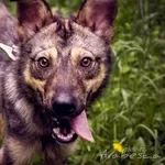 Дружелюбный Мухтар ищет 