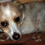 Миниатюрный песик в добрые руки