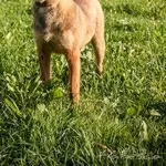 Активная  Найда в добрые руки