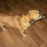 Собака Малыш