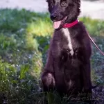 Активная Соня, 4 месяца в добрые руки!