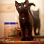 котята в дар (либо временная передержка)