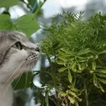 молодая кошечка Мася!!