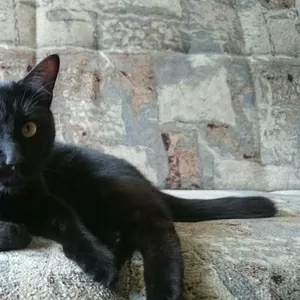 Красивый черный кот в дар!