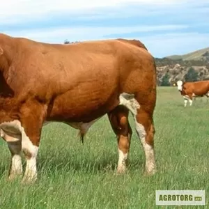 Закупаем крупно-рогатый скот,  лошадей живым весом,  быстро и дорого