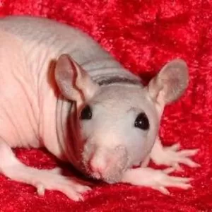Крысы-сфинксы Декоративные крысы без шерсти