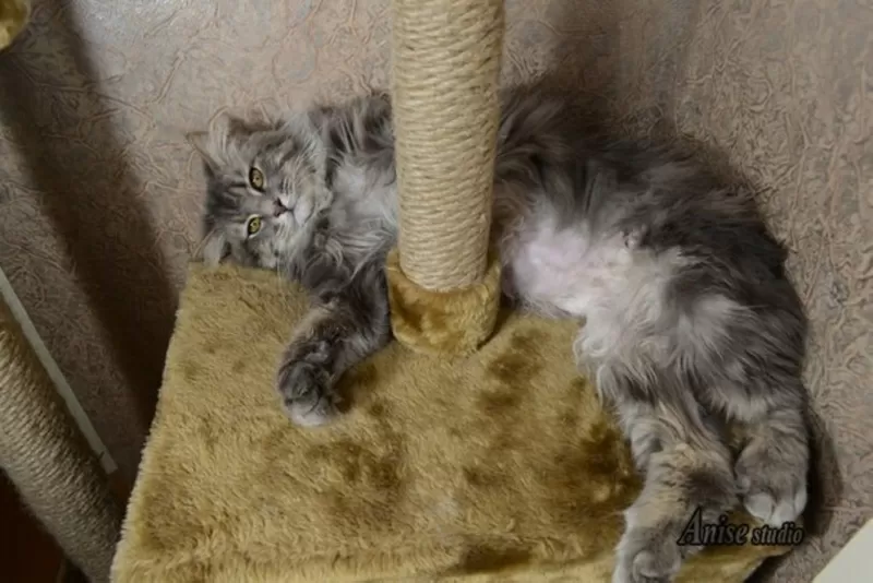 Грациозный и спокойный кот Шевалье 4