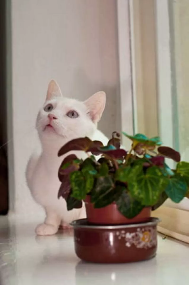 Саша - особенный кот для особенного человека..