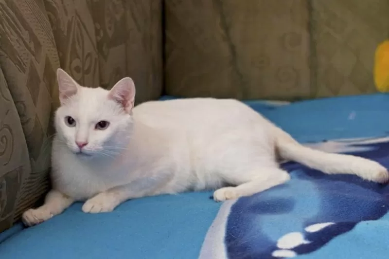 Саша - особенный кот для особенного человека.. 2