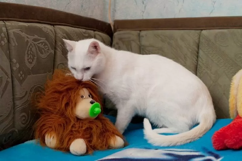 Саша - особенный кот для особенного человека.. 3