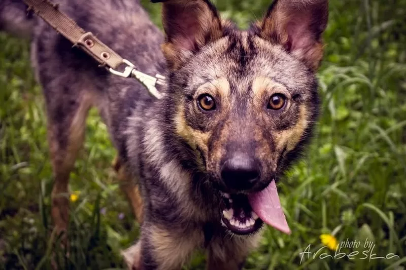 Дружелюбный Мухтар ищет 