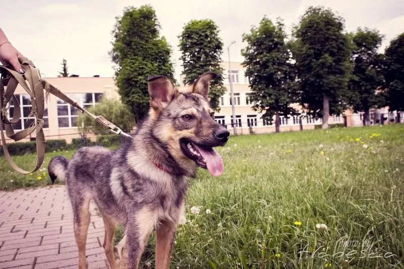 Дружелюбный Мухтар ищет 