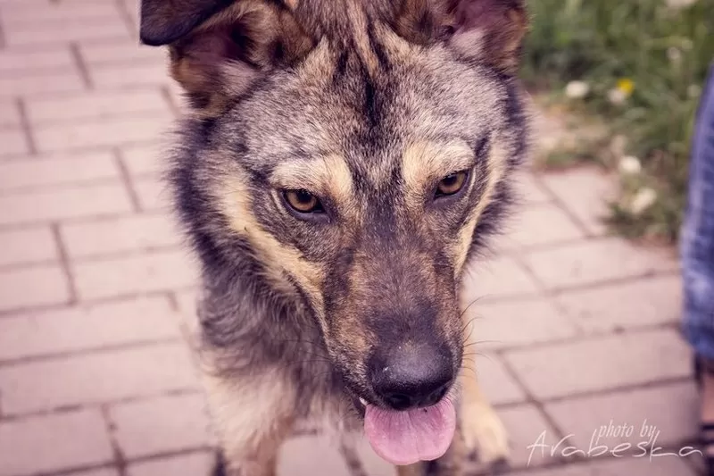 Дружелюбный Мухтар ищет 