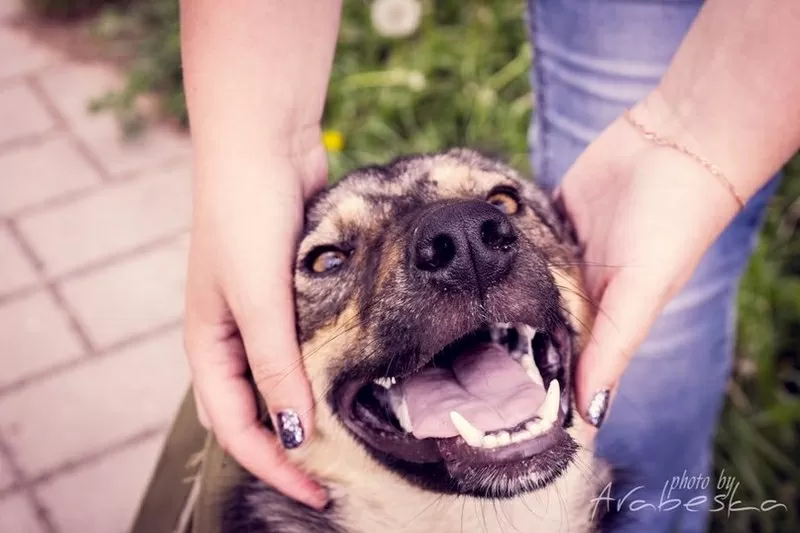 Дружелюбный Мухтар ищет 