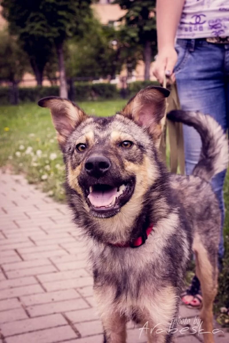 Дружелюбный Мухтар ищет 