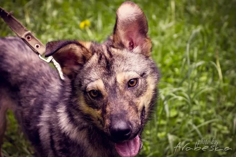 Дружелюбный Мухтар ищет 