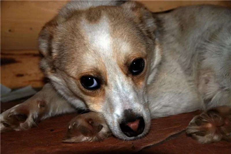 Миниатюрный песик в добрые руки