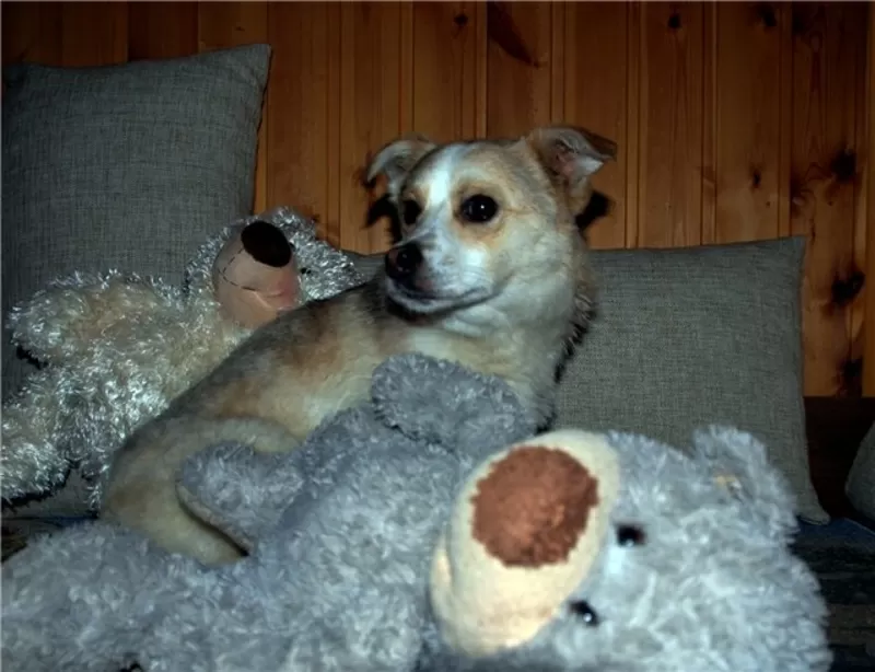 Миниатюрный песик в добрые руки 2