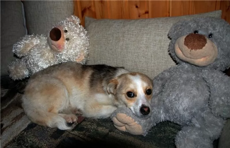 Миниатюрный песик в добрые руки 3