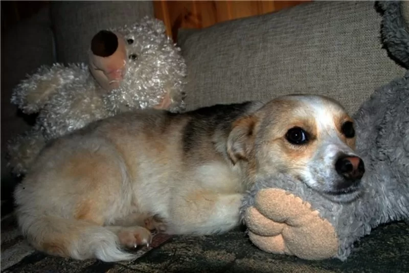 Миниатюрный песик в добрые руки 4