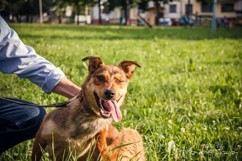 Активная  Найда в добрые руки 2