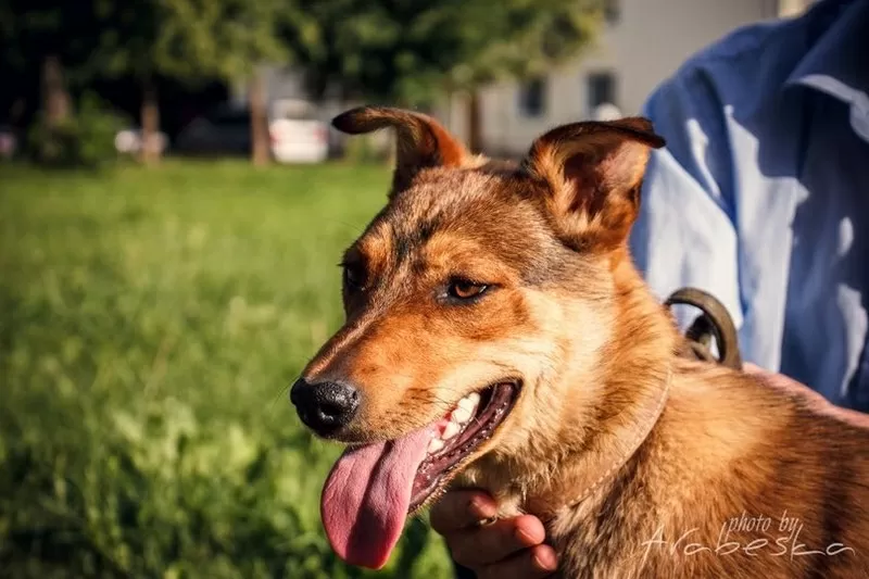 Активная  Найда в добрые руки 3