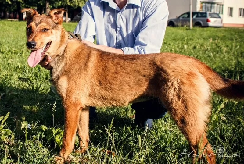 Активная  Найда в добрые руки 4