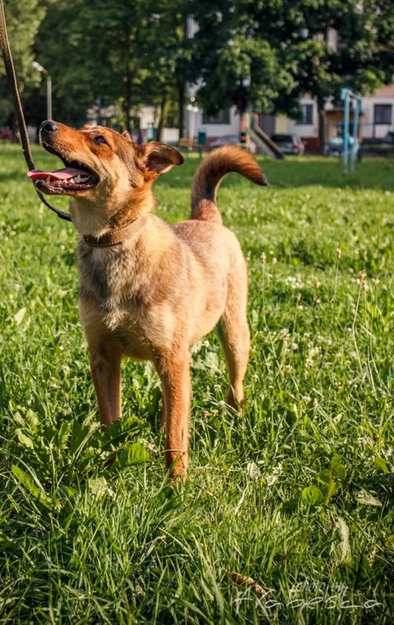 Активная  Найда в добрые руки