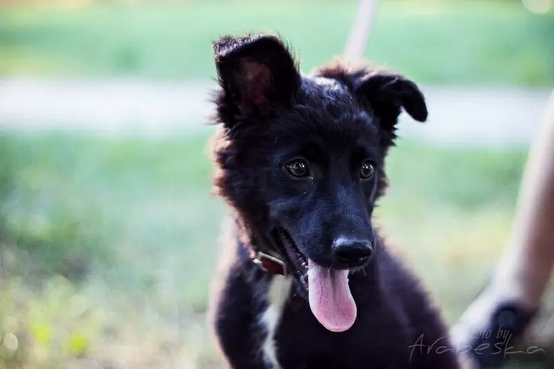 Активная Соня, 4 месяца в добрые руки! 2