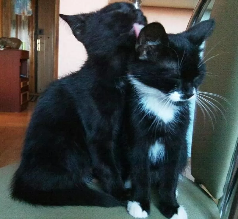 котята в дар (либо временная передержка) 2