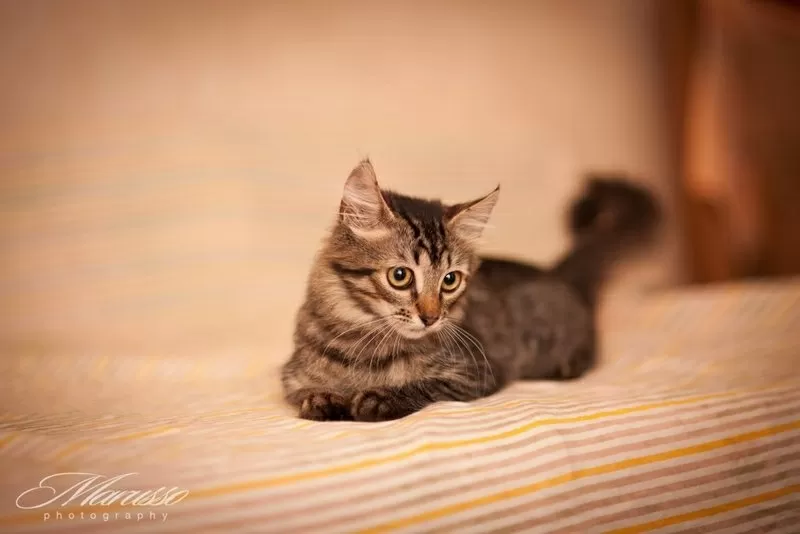 котята в дар (либо временная передержка) 3