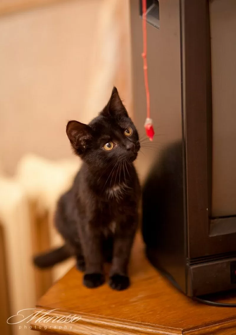 котята в дар (либо временная передержка) 6