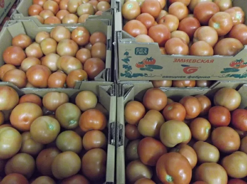 продаем помидоры тепличные из  Украины