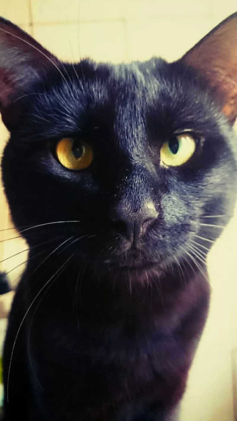 Красивый черный кот в дар! 2