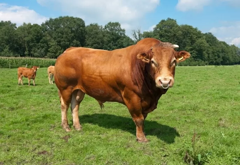 Куплю быков живым весом в Могилевской области