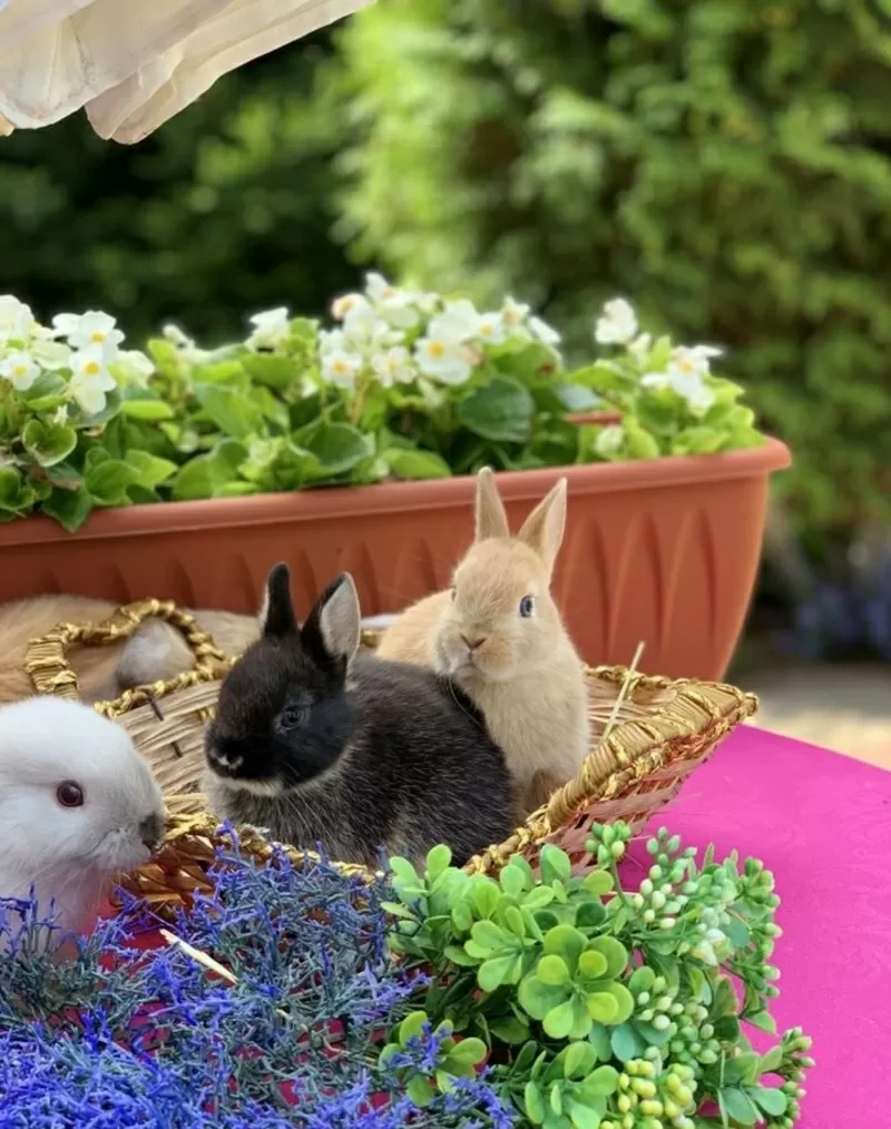крольчата в Могилев (милаши Кролики )