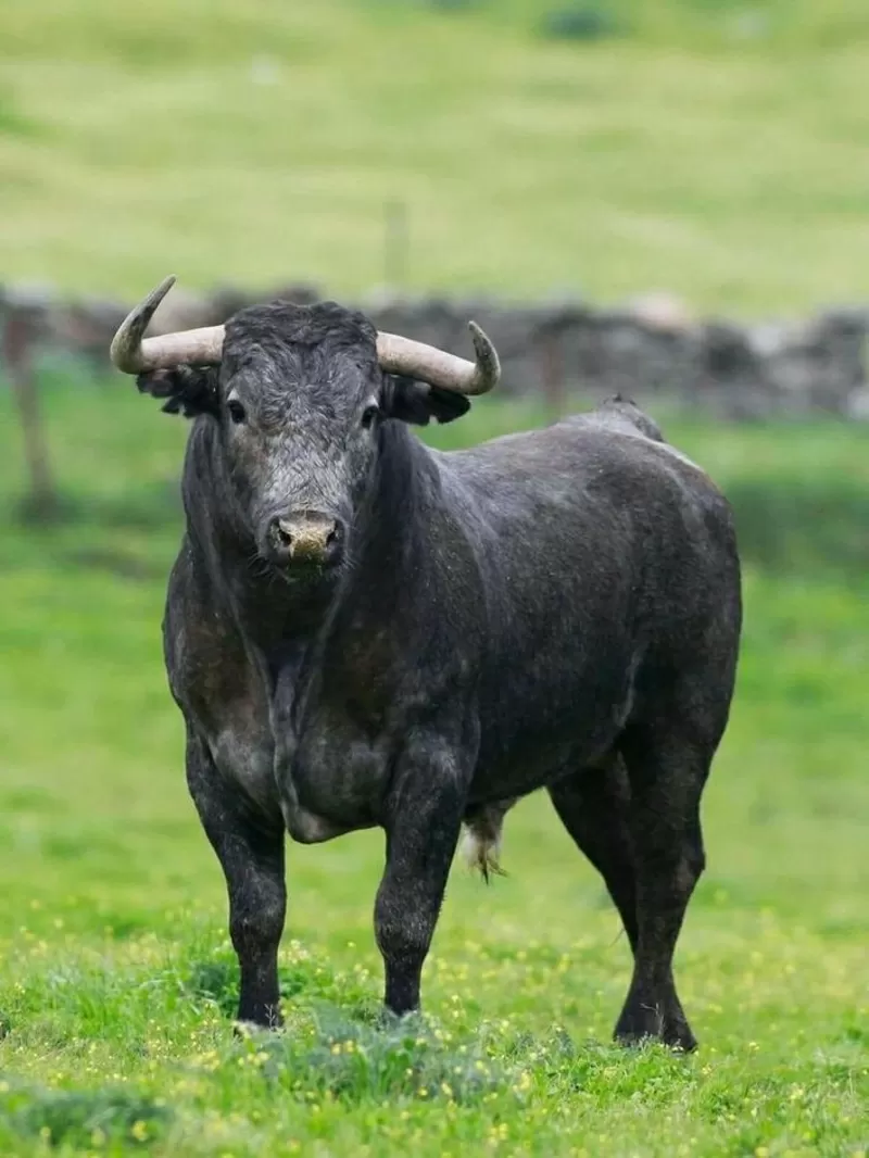 Куплю быков живым весом 